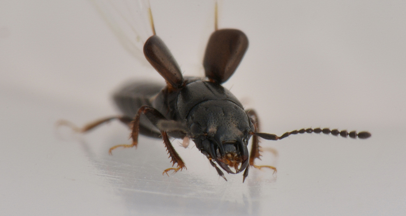 Staphylinidae: Platystethus cornutus?  S !